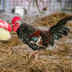 Parnu-Jouluturg-2024-38